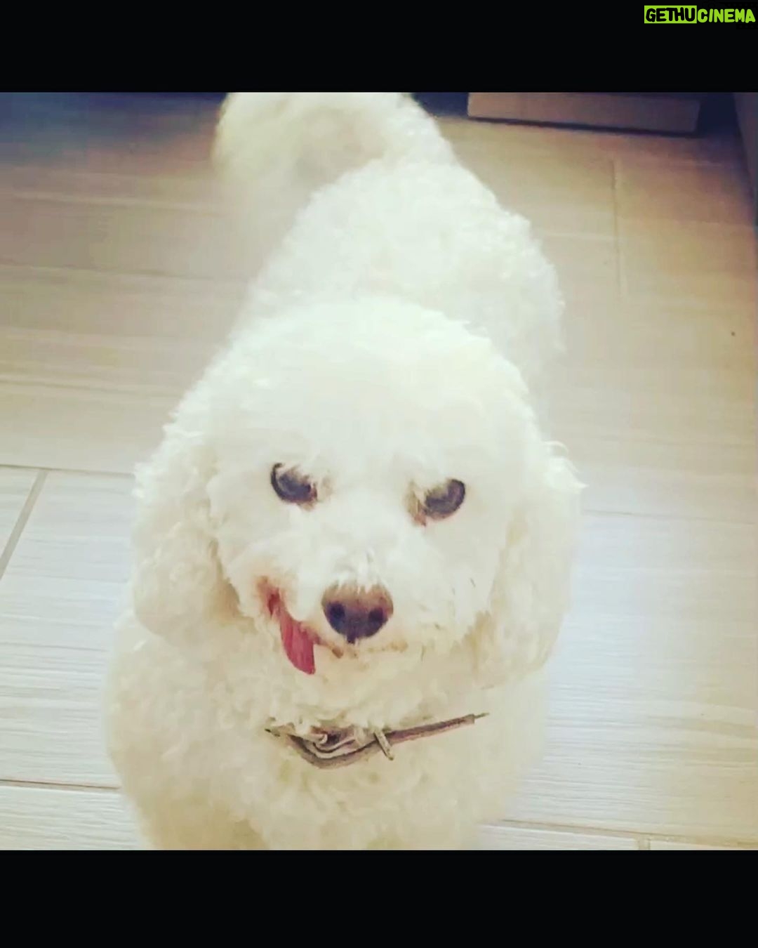 Taryn Manning Instagram - Rest In Peace my Curly. You were my last doggie of the 3 amigas, and you were such a brave girl being what you had been through and blind. I am crushed, but I am so happy I could give you a better life then you started with. I hope you’re with Penguin and Happy again. I miss you The Curl- what a gurl 😔🥺❤️ you are so loved. - thank you everyone here. 🥹 I just emerged from feeling low about happy and the curl. Lots of loss to soon. You all made me smile thank you so…
