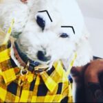 Taryn Manning Instagram – Rest In Peace my Curly. You were my last doggie of the 3 amigas, and you were such a brave girl being what you had been through and blind. I am crushed, but I am so happy I could give you a better life then you started with. I hope you’re with Penguin and Happy again. I miss you The Curl- what a gurl 😔🥺❤️ you are so loved. – thank you everyone here. 🥹 I just emerged from feeling low about happy and the curl. Lots of loss to soon. You all made me smile thank you so…