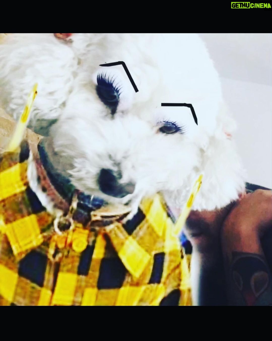 Taryn Manning Instagram - Rest In Peace my Curly. You were my last doggie of the 3 amigas, and you were such a brave girl being what you had been through and blind. I am crushed, but I am so happy I could give you a better life then you started with. I hope you’re with Penguin and Happy again. I miss you The Curl- what a gurl 😔🥺❤️ you are so loved. - thank you everyone here. 🥹 I just emerged from feeling low about happy and the curl. Lots of loss to soon. You all made me smile thank you so…