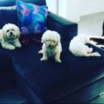 Taryn Manning Instagram – Rest In Peace my Curly. You were my last doggie of the 3 amigas, and you were such a brave girl being what you had been through and blind. I am crushed, but I am so happy I could give you a better life then you started with. I hope you’re with Penguin and Happy again. I miss you The Curl- what a gurl 😔🥺❤️ you are so loved. – thank you everyone here. 🥹 I just emerged from feeling low about happy and the curl. Lots of loss to soon. You all made me smile thank you so…