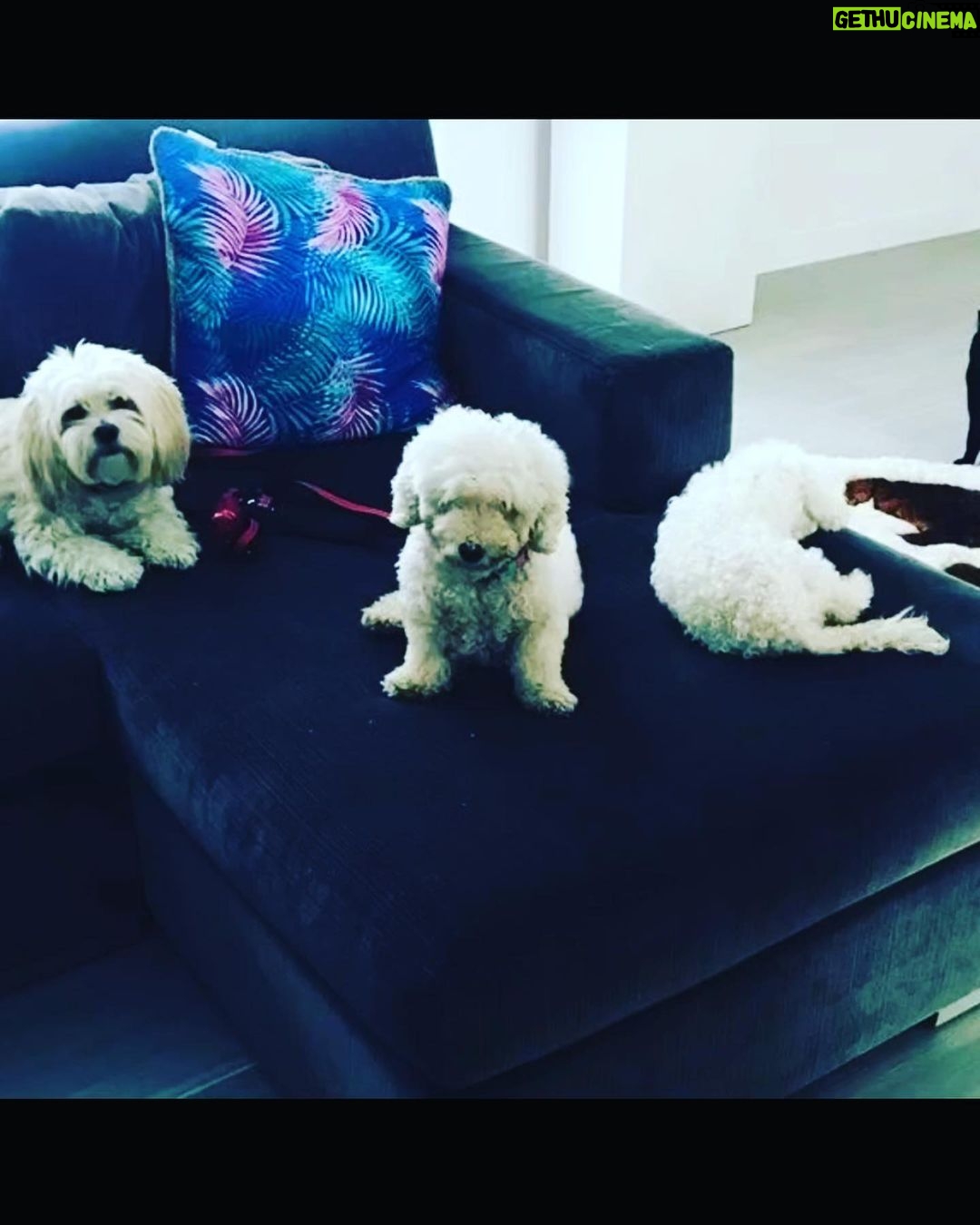 Taryn Manning Instagram - Rest In Peace my Curly. You were my last doggie of the 3 amigas, and you were such a brave girl being what you had been through and blind. I am crushed, but I am so happy I could give you a better life then you started with. I hope you’re with Penguin and Happy again. I miss you The Curl- what a gurl 😔🥺❤️ you are so loved. - thank you everyone here. 🥹 I just emerged from feeling low about happy and the curl. Lots of loss to soon. You all made me smile thank you so…