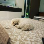 Taryn Manning Instagram – Rest In Peace my Curly. You were my last doggie of the 3 amigas, and you were such a brave girl being what you had been through and blind. I am crushed, but I am so happy I could give you a better life then you started with. I hope you’re with Penguin and Happy again. I miss you The Curl- what a gurl 😔🥺❤️ you are so loved. – thank you everyone here. 🥹 I just emerged from feeling low about happy and the curl. Lots of loss to soon. You all made me smile thank you so…