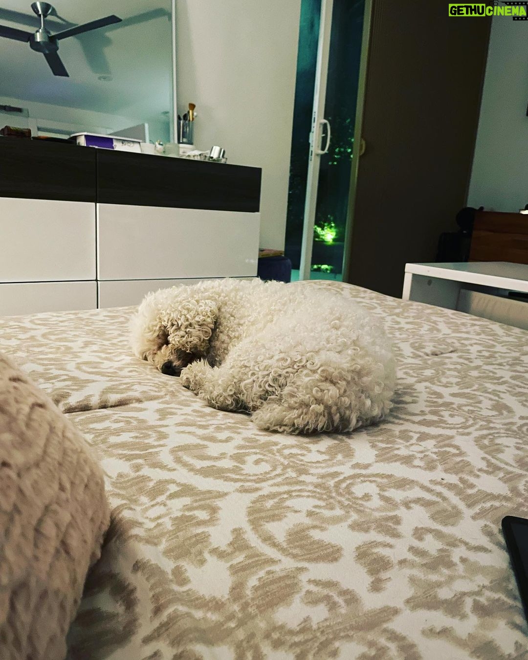 Taryn Manning Instagram - Rest In Peace my Curly. You were my last doggie of the 3 amigas, and you were such a brave girl being what you had been through and blind. I am crushed, but I am so happy I could give you a better life then you started with. I hope you’re with Penguin and Happy again. I miss you The Curl- what a gurl 😔🥺❤️ you are so loved. - thank you everyone here. 🥹 I just emerged from feeling low about happy and the curl. Lots of loss to soon. You all made me smile thank you so…