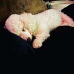 Taryn Manning Instagram – Rest In Peace my Curly. You were my last doggie of the 3 amigas, and you were such a brave girl being what you had been through and blind. I am crushed, but I am so happy I could give you a better life then you started with. I hope you’re with Penguin and Happy again. I miss you The Curl- what a gurl 😔🥺❤️ you are so loved. – thank you everyone here. 🥹 I just emerged from feeling low about happy and the curl. Lots of loss to soon. You all made me smile thank you so…