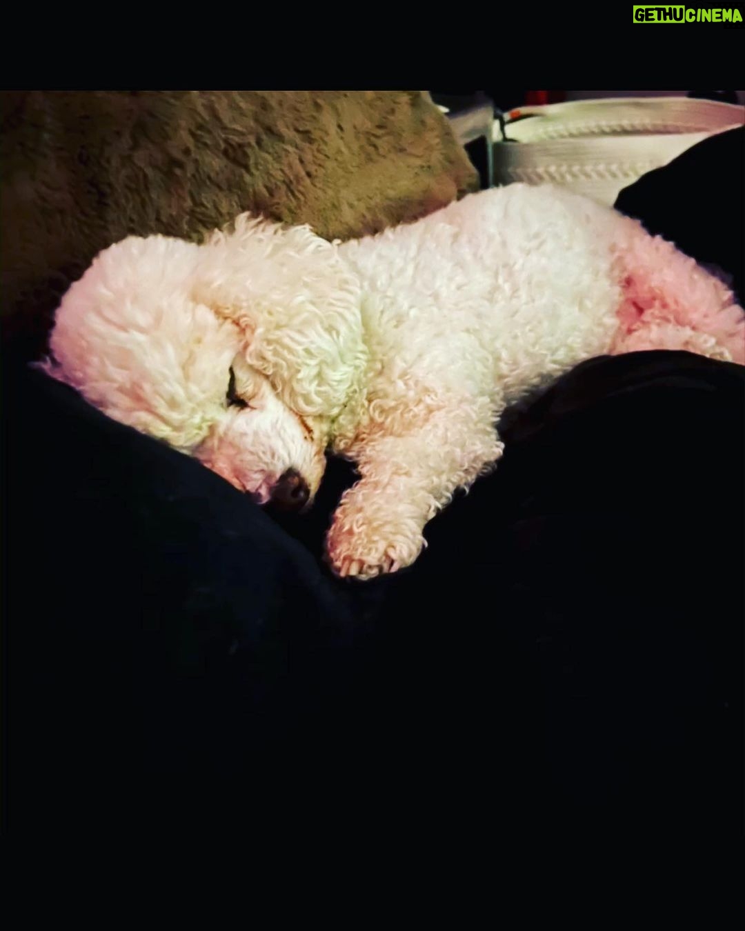 Taryn Manning Instagram - Rest In Peace my Curly. You were my last doggie of the 3 amigas, and you were such a brave girl being what you had been through and blind. I am crushed, but I am so happy I could give you a better life then you started with. I hope you’re with Penguin and Happy again. I miss you The Curl- what a gurl 😔🥺❤️ you are so loved. - thank you everyone here. 🥹 I just emerged from feeling low about happy and the curl. Lots of loss to soon. You all made me smile thank you so…