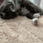 Taryn Manning Instagram – No school today, Mom, please! Toys R Us, kids! Oh, Steve, how I love you, son, 😻 you have your first cold after three years of your life. 🤧🥹 sneezy boy! Just rest, boy. No chasing lizards and mice for a few days.
