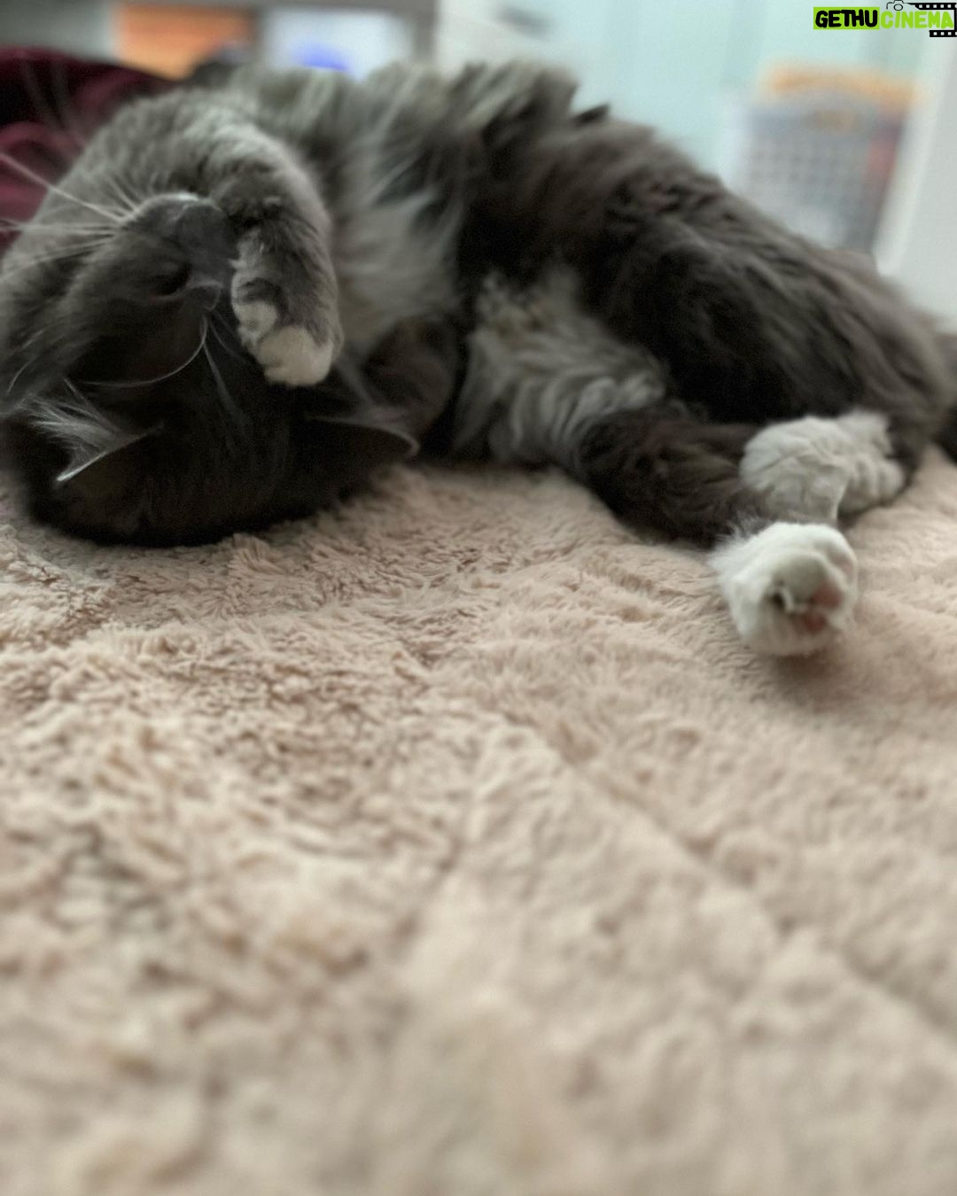 Taryn Manning Instagram - No school today, Mom, please! Toys R Us, kids! Oh, Steve, how I love you, son, 😻 you have your first cold after three years of your life. 🤧🥹 sneezy boy! Just rest, boy. No chasing lizards and mice for a few days.