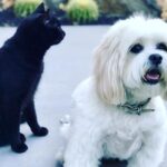Taryn Manning Instagram - The coyote got my babies today. Pls protect your domesticated animals. He jumped my tall wall like it was nothing 🥺 my hero @brittanynicolesalsberry demanded he drop my cat when she heard the terror and like a miracle he did and jumped back over the wall. Unheard of. Still no Steven 😔 I know the coyote is just doing what he knows to survive but this is 💔