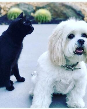 Taryn Manning Instagram - The coyote got my babies today. Pls protect your domesticated animals. He jumped my tall wall like it was nothing 🥺 my hero @brittanynicolesalsberry demanded he drop my cat when she heard the terror and like a miracle he did and jumped back over the wall. Unheard of. Still no Steven 😔 I know the coyote is just doing what he knows to survive but this is 💔