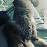 Taryn Manning Instagram - The coyote got my babies today. Pls protect your domesticated animals. He jumped my tall wall like it was nothing 🥺 my hero @brittanynicolesalsberry demanded he drop my cat when she heard the terror and like a miracle he did and jumped back over the wall. Unheard of. Still no Steven 😔 I know the coyote is just doing what he knows to survive but this is 💔