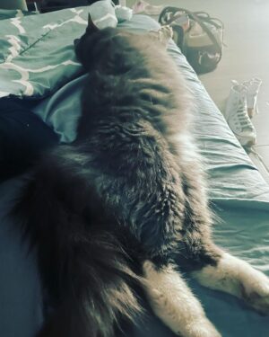 Taryn Manning Instagram - The coyote got my babies today. Pls protect your domesticated animals. He jumped my tall wall like it was nothing 🥺 my hero @brittanynicolesalsberry demanded he drop my cat when she heard the terror and like a miracle he did and jumped back over the wall. Unheard of. Still no Steven 😔 I know the coyote is just doing what he knows to survive but this is 💔