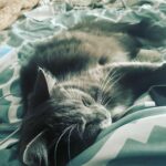 Taryn Manning Instagram - The coyote got my babies today. Pls protect your domesticated animals. He jumped my tall wall like it was nothing 🥺 my hero @brittanynicolesalsberry demanded he drop my cat when she heard the terror and like a miracle he did and jumped back over the wall. Unheard of. Still no Steven 😔 I know the coyote is just doing what he knows to survive but this is 💔