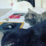Taryn Manning Instagram - The coyote got my babies today. Pls protect your domesticated animals. He jumped my tall wall like it was nothing 🥺 my hero @brittanynicolesalsberry demanded he drop my cat when she heard the terror and like a miracle he did and jumped back over the wall. Unheard of. Still no Steven 😔 I know the coyote is just doing what he knows to survive but this is 💔
