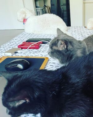 Taryn Manning Instagram - The coyote got my babies today. Pls protect your domesticated animals. He jumped my tall wall like it was nothing 🥺 my hero @brittanynicolesalsberry demanded he drop my cat when she heard the terror and like a miracle he did and jumped back over the wall. Unheard of. Still no Steven 😔 I know the coyote is just doing what he knows to survive but this is 💔