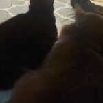 Taryn Manning Instagram - The coyote got my babies today. Pls protect your domesticated animals. He jumped my tall wall like it was nothing 🥺 my hero @brittanynicolesalsberry demanded he drop my cat when she heard the terror and like a miracle he did and jumped back over the wall. Unheard of. Still no Steven 😔 I know the coyote is just doing what he knows to survive but this is 💔