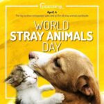 Taryn Manning Instagram – 🥹 @ziondoxology thank you for reminding me of this day #worldstrayanimalsday 🐱🐶🐰🐭🐹🦊🐻🐻🐻❄️🐼🐨🐷🐮🦋🦄