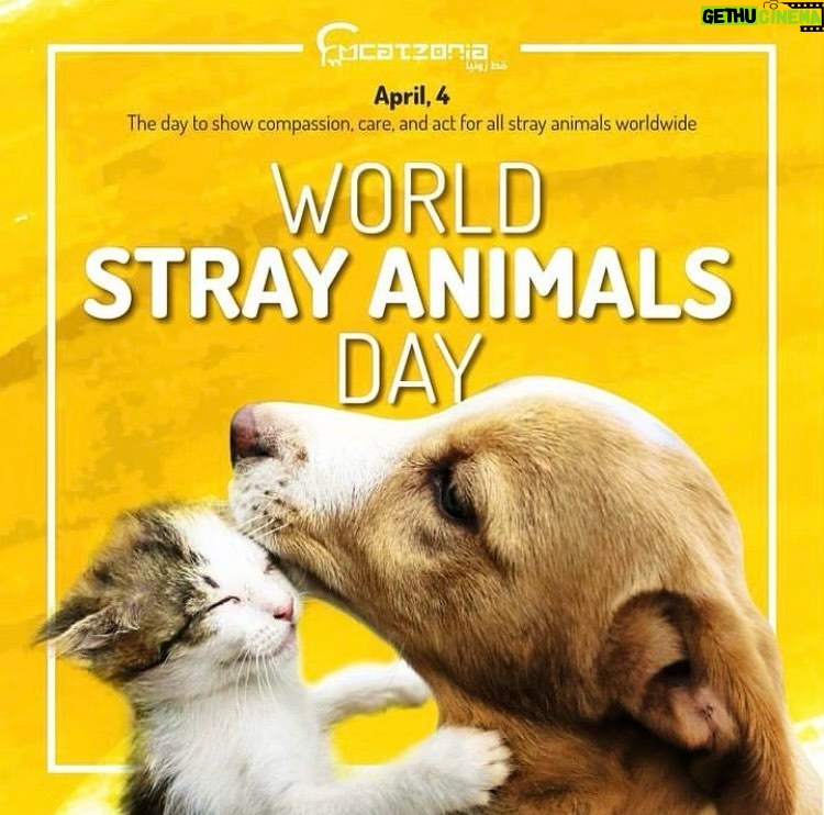 Taryn Manning Instagram - 🥹 @ziondoxology thank you for reminding me of this day #worldstrayanimalsday 🐱🐶🐰🐭🐹🦊🐻🐻🐻❄️🐼🐨🐷🐮🦋🦄