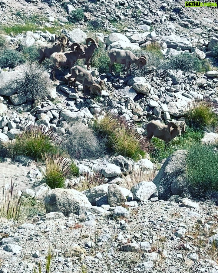 Taryn Manning Instagram - Went for a hike with @i_am_mr_richard_oberle and this happened right before our eyes #bighornsheep #wild #hiking #palmsprings #lykken #trail ☀️🥹 Palm Springs, California