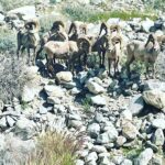 Taryn Manning Instagram - Went for a hike with @i_am_mr_richard_oberle and this happened right before our eyes #bighornsheep #wild #hiking #palmsprings #lykken #trail ☀️🥹 Palm Springs, California