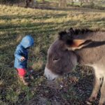 Tatiana-Laurence Delarue Instagram - Attention ⚠️ Partage de bonnes ondes💫💭 Quand deux êtres 👶🏽🫏 magiques se rencontrent ... Câlin d'amour avec l'ânesse💝 La Vie Est Magnifique 🐏🦆🐥🐦🦤🐴🐩🐝 🍯 Avez-vous déjà passé une journée en famille, dans une ferme pédagogique ? #alaferme #fermepedagogique