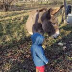 Tatiana-Laurence Delarue Instagram - Attention ⚠️ Partage de bonnes ondes💫💭 Quand deux êtres 👶🏽🫏 magiques se rencontrent ... Câlin d'amour avec l'ânesse💝 La Vie Est Magnifique 🐏🦆🐥🐦🦤🐴🐩🐝 🍯 Avez-vous déjà passé une journée en famille, dans une ferme pédagogique ? #alaferme #fermepedagogique
