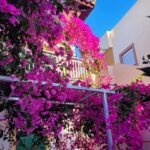 Tatiana-Laurence Delarue Instagram – Après une douce nuit sous les cymbalisations des cigales, le étoiles par milliers et les #bougainvillea plus belles dheure en heure selon la luminosité du soleil, je prend la décision de partir à l’aventure. 🧗🏼‍♀️
Il y a un grand nombre de gorges à visiter, plus incroyables les unes que les autres, si on se donne la peine de faire des randonnées de plusieurs heures, pour les découvrir. 

Mais! La Crète est magique pour ça….
Sur la route, de secrète criques ce cachent dans tous les recoins de l’île, il suffit d’oser s’y aventurer et, on peut se baigner dans l’eau des lagons transparentes, au panaché de bleu vraiment unique …

En route pour le trekking… un joyaux m’attend !

#crete #ile #grece #beach #lagoon #sea #hikinggorge #hiking #randonnée #trekking #escalade

👼🏽💭❤️