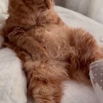 Tatyana Lipnitskaya Instagram - У людей, которые не любят животных, просто аллергия на них 😺❤️ #Лосось