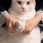 Tatyana Lipnitskaya Instagram - Отмечайте тех у кого есть котики 🙂🥰 #Бьянка #котейка #музыка