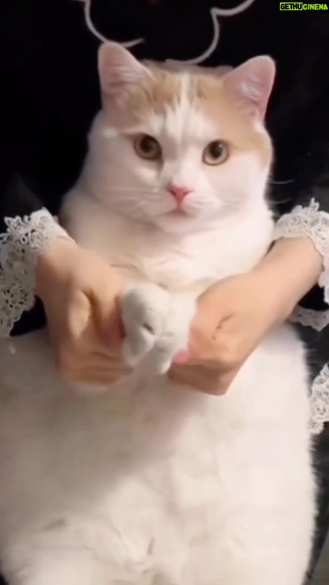 Tatyana Lipnitskaya Instagram - Отмечайте тех у кого есть котики 🙂🥰 #Бьянка #котейка #музыка