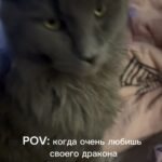 Tatyana Lipnitskaya Instagram - Это любовь ❤️ #бьянка #любовь #котики #пампушка
