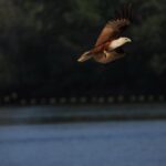 Tawan Vihokratana Instagram – First time ถ่ายเหยี่ยว 🦅