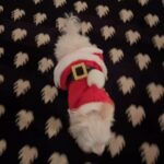 Taylor Momsen Instagram - Santa Clause is comin to town ❤️