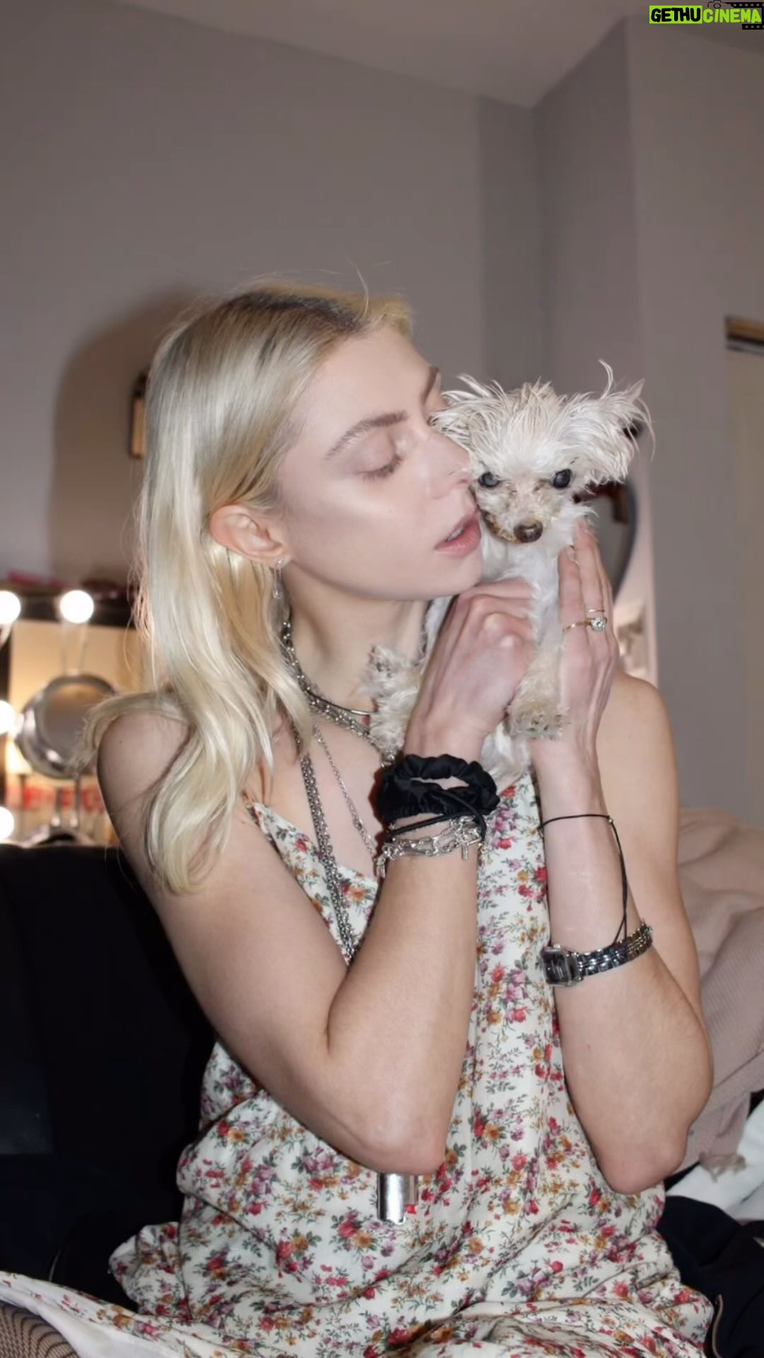 Taylor Momsen Instagram - With the heaviest of hearts, I have to tell you all…on Friday March 8th, I lost my beloved life long soulmate Petal. Petal has been with me for over half of my life. For 16 years we shared everything together. She lived the fullest of lives..she toured the world, she lived in NYC, islands in Maine, sunny LA..she’s been in recording studios and TV sets and video shoots..planes, trains, boats, busses and cars. She was always by my side and I miss her like a piece of my heart. Here’s to Petal, the wonder dog and the tiniest beautiful flower that gave me so much love. I’m the luckiest person to have had you, I’ll always love you Petal and you’ll always be in my heart…I miss you more than words can express ❤️❤️❤️💔💔💔 thank you to everyone who shared love for her and helped take care of her over the years.