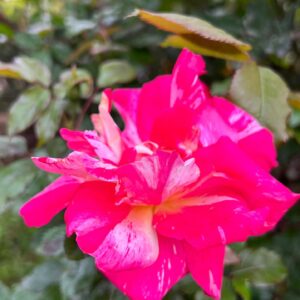 Ter Instagram - bichitos y flores 🐛🪲🌺