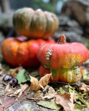 Ter Instagram - la mejor estación 🍂🎃🍄🍁🌙🍂 
t digo una cosa, la foto de las calabazas parece de stock pero la he hecho yo porque compré calabazas xq me dio la gana comprar calabazas. no tiene   recorrido la historia.
y la primera foto me la hizo @sharonlopez en un showroom de @levis_spain <3