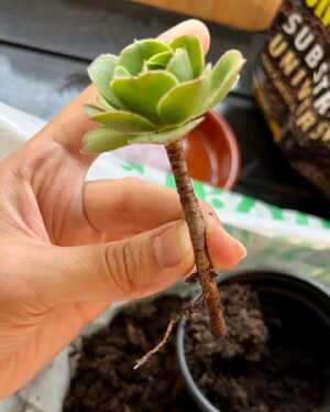 Ter Instagram - del 0 al 10 cuánta gracia os haría q hiciera un vídeo hablando sobre mi faceta de jardinera? 👀😍🍀💚🌱🪴 (solo hay una respuesta correcta😠)