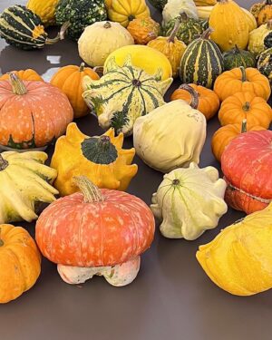 Ter Instagram - 🍂🍁🧡🎃