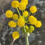 Ter Instagram – las plantas son más antiguas q los animales :OOO rollo cientos de millones de años más antiguas