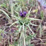Ter Instagram – las plantas son más antiguas q los animales :OOO rollo cientos de millones de años más antiguas