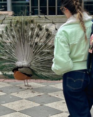 Ter Instagram - 🦚