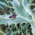 Ter Instagram – las plantas son más antiguas q los animales :OOO rollo cientos de millones de años más antiguas