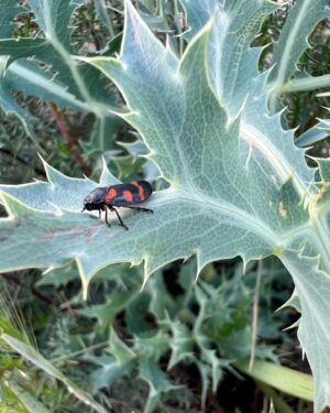 Ter Instagram - las plantas son más antiguas q los animales :OOO rollo cientos de millones de años más antiguas