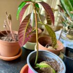 Ter Instagram – del 0 al 10 cuánta gracia os haría q hiciera un vídeo hablando sobre mi faceta de jardinera? 👀😍🍀💚🌱🪴 (solo hay una respuesta correcta😠)