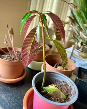 Ter Instagram - del 0 al 10 cuánta gracia os haría q hiciera un vídeo hablando sobre mi faceta de jardinera? 👀😍🍀💚🌱🪴 (solo hay una respuesta correcta😠)