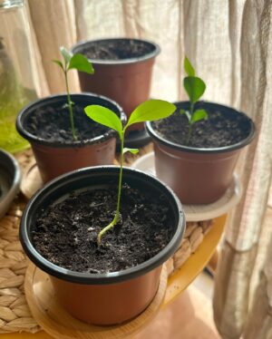 Ter Instagram - del 0 al 10 cuánta gracia os haría q hiciera un vídeo hablando sobre mi faceta de jardinera? 👀😍🍀💚🌱🪴 (solo hay una respuesta correcta😠)