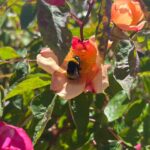 Ter Instagram - flipo con haber hecho una foto flor bicho IDÉNTICA al cuadro de mi último vídeo, t juro q es una foto real no está hecha con midjourney afgsjgsfffsf