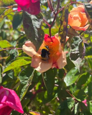 Ter Instagram - flipo con haber hecho una foto flor bicho IDÉNTICA al cuadro de mi último vídeo, t juro q es una foto real no está hecha con midjourney afgsjgsfffsf