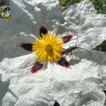 Ter Instagram - flipo con haber hecho una foto flor bicho IDÉNTICA al cuadro de mi último vídeo, t juro q es una foto real no está hecha con midjourney afgsjgsfffsf