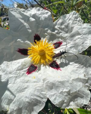Ter Instagram - flipo con haber hecho una foto flor bicho IDÉNTICA al cuadro de mi último vídeo, t juro q es una foto real no está hecha con midjourney afgsjgsfffsf
