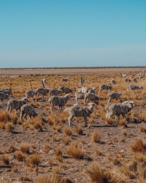 Tere Kuster Instagram - La reserva Natural Estancia San Lorenzo se encuentra dentro del área natural protegida Península Valdés a 160 km de la ciudad de Puerto Madryn, provincia de Chubut, Patagonia Argentina.

Sobre sus costas hay una colonia de más de 600.000 pingüinos de Magallanes 🐧🖤